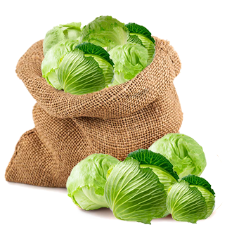 Cabbage